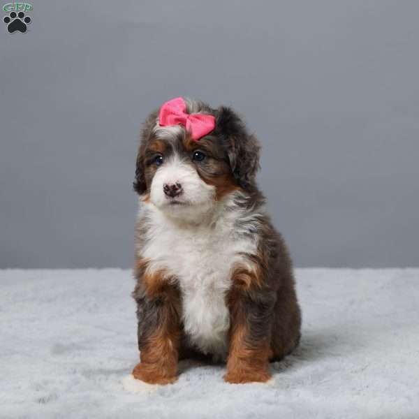 Honey, Mini Bernedoodle Puppy